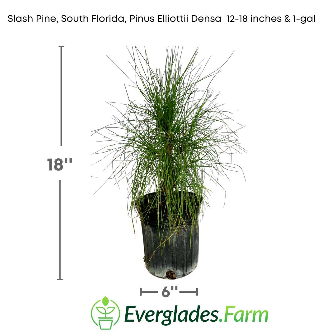 The Slash Pine shrub, scientifically known as Pinus Elliottii Densa, is a pine species commonly found in South Florida. This particular variety, the Slash Pine, is renowned for its robustness and adaptability to a variety of climatic conditions.