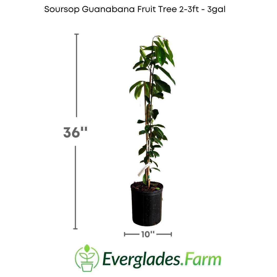 Super Productive Soursop Guanabana Grafted Fruit Tree Fruit Trees 100-Carlos Tropical Fruits 2-3 feet & 3-gal
