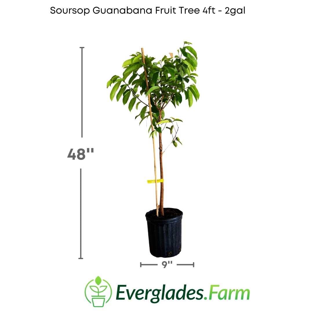 Super Productive Soursop Guanabana Grafted Fruit Tree Fruit Trees 100-Carlos Tropical Fruits 4 feet & 3-gal