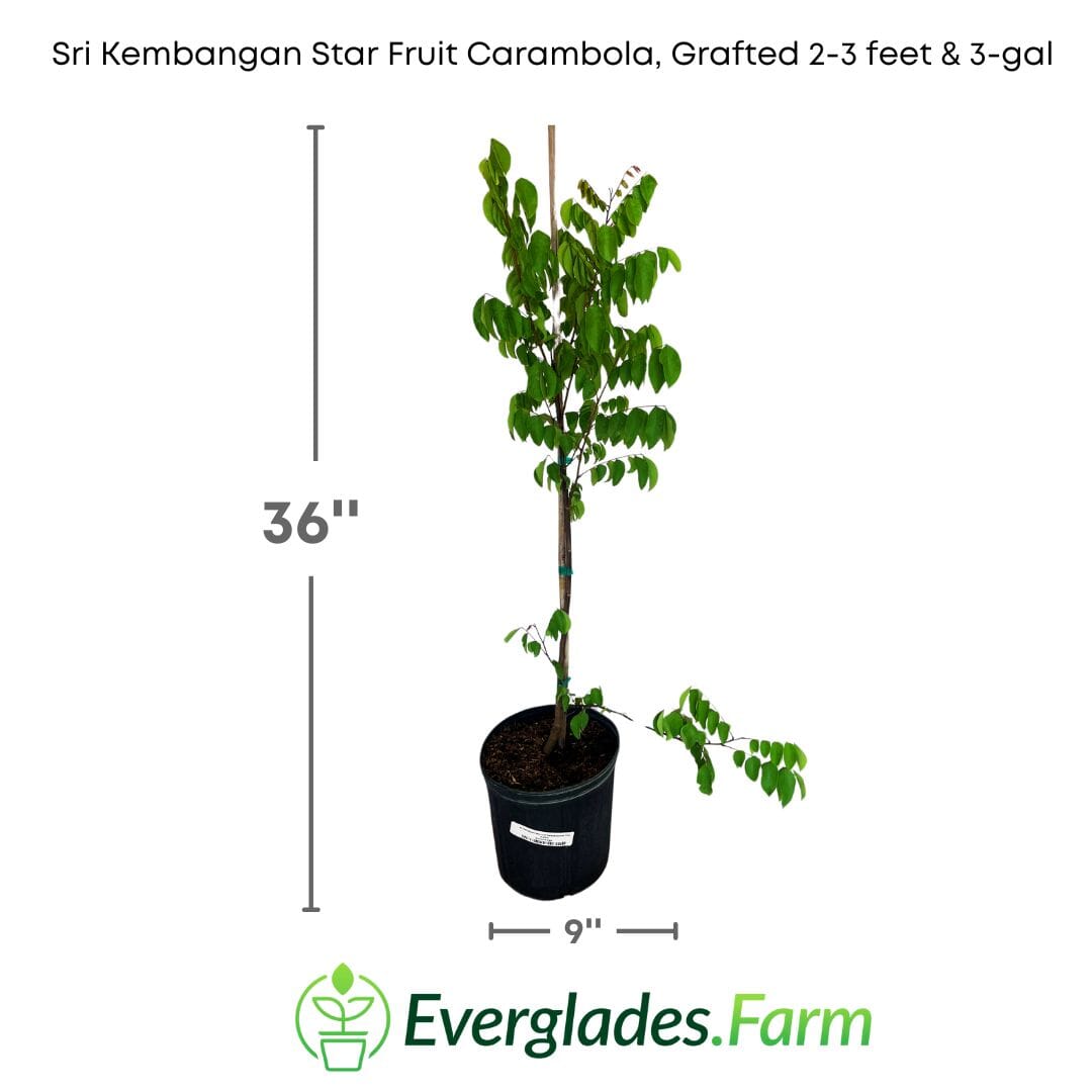 Sri Kembangan Star Fruit Carambola Fruit Tree, Grafted 100-Carlos Tropical Fruits 2-3 feet & 3-gal