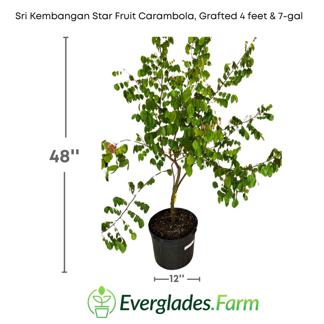Sri Kembangan Star Fruit Carambola Fruit Tree, Grafted 100-Carlos Tropical Fruits 4 feet & 7-gal