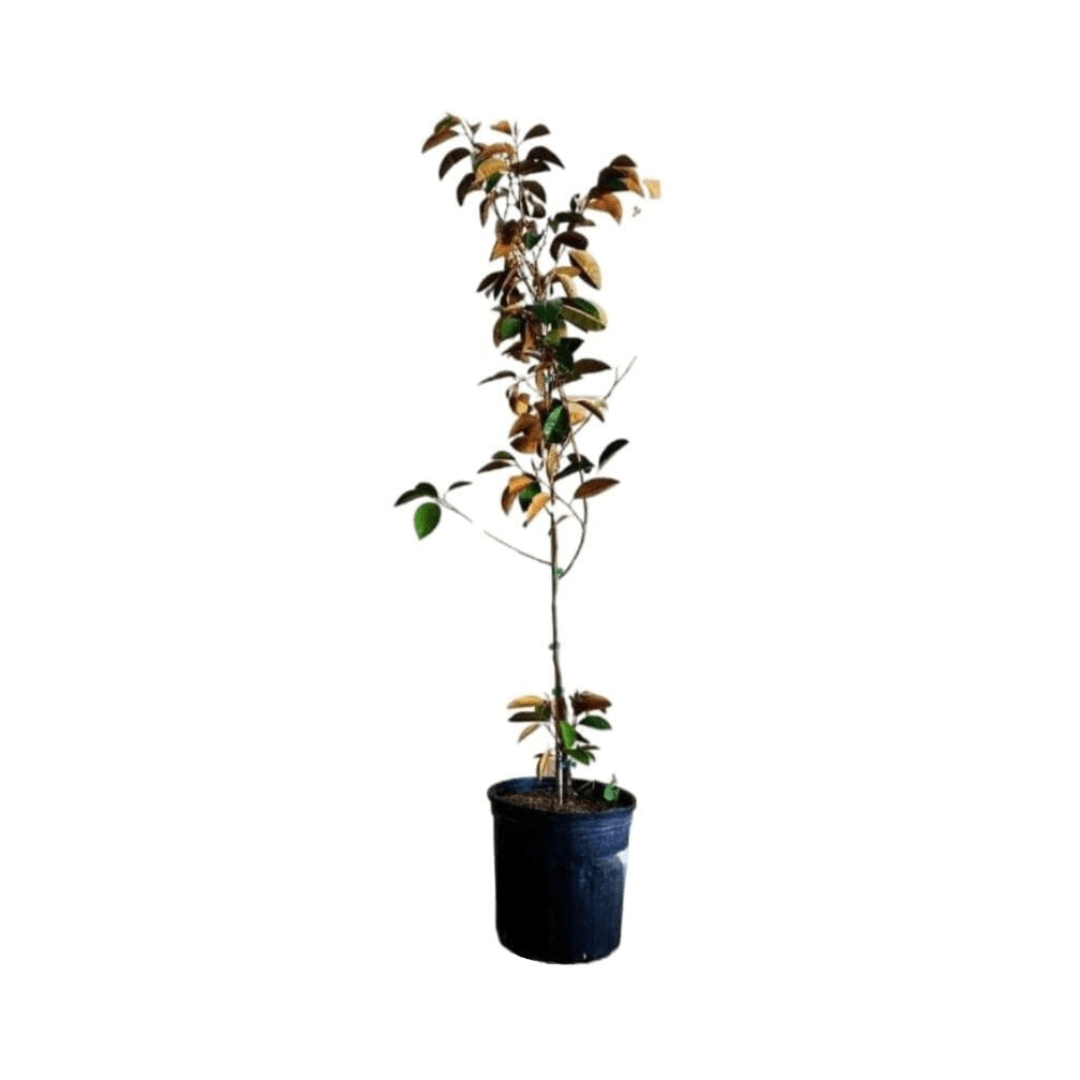 Purple Star Apple / Caimito Morado Grafted Fruit Trees 100-Carlos Tropical Fruits 4 feet & 3-gal
