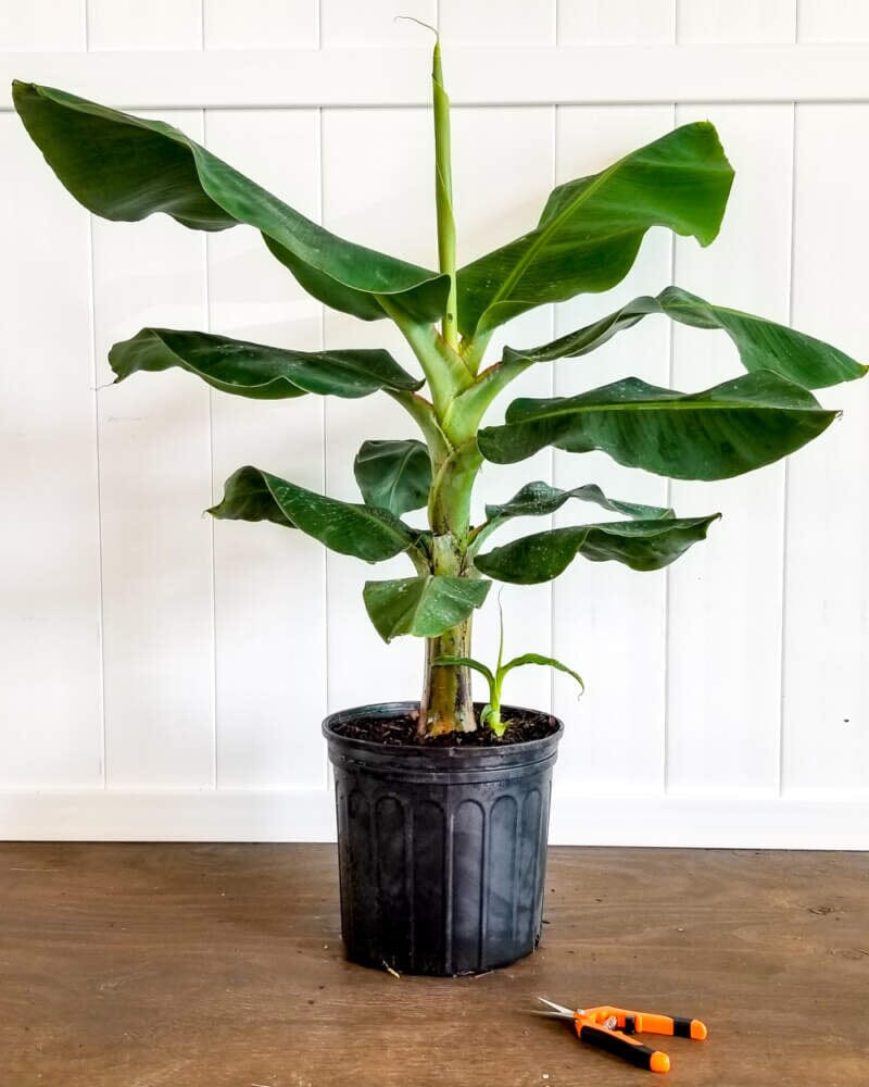 Dwarf Green Banana Plant 118-Agri-Starts Inc
