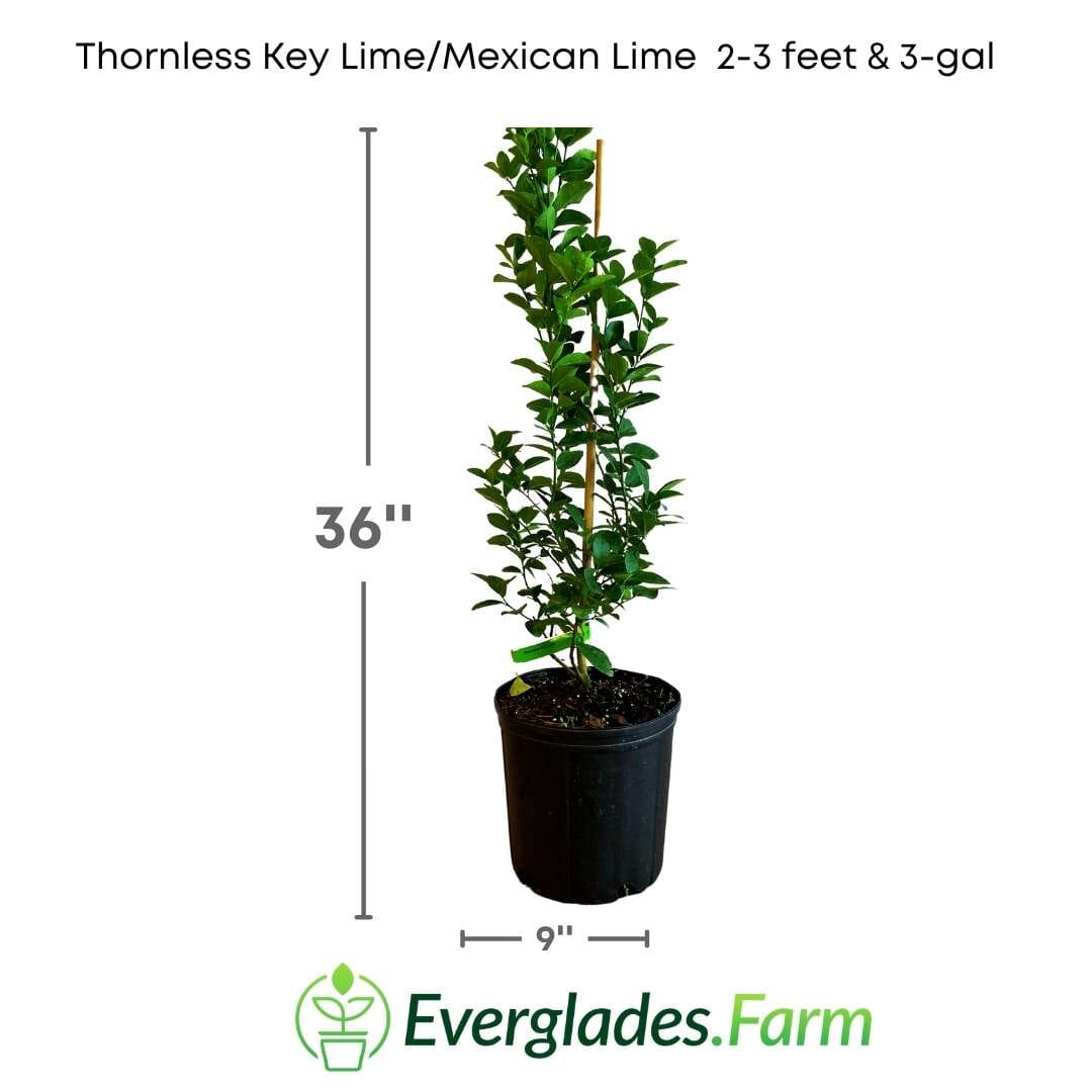 Thornless Key Lime / Mexican Lime Tree 113-Brite Leaf Citrus Nursery 2-3 feet & 3-gal