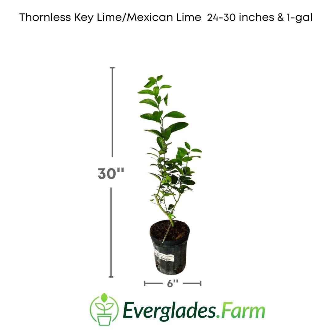 Thornless Key Lime / Mexican Lime Tree 113-Brite Leaf Citrus Nursery 24-30 inches & 1-gal