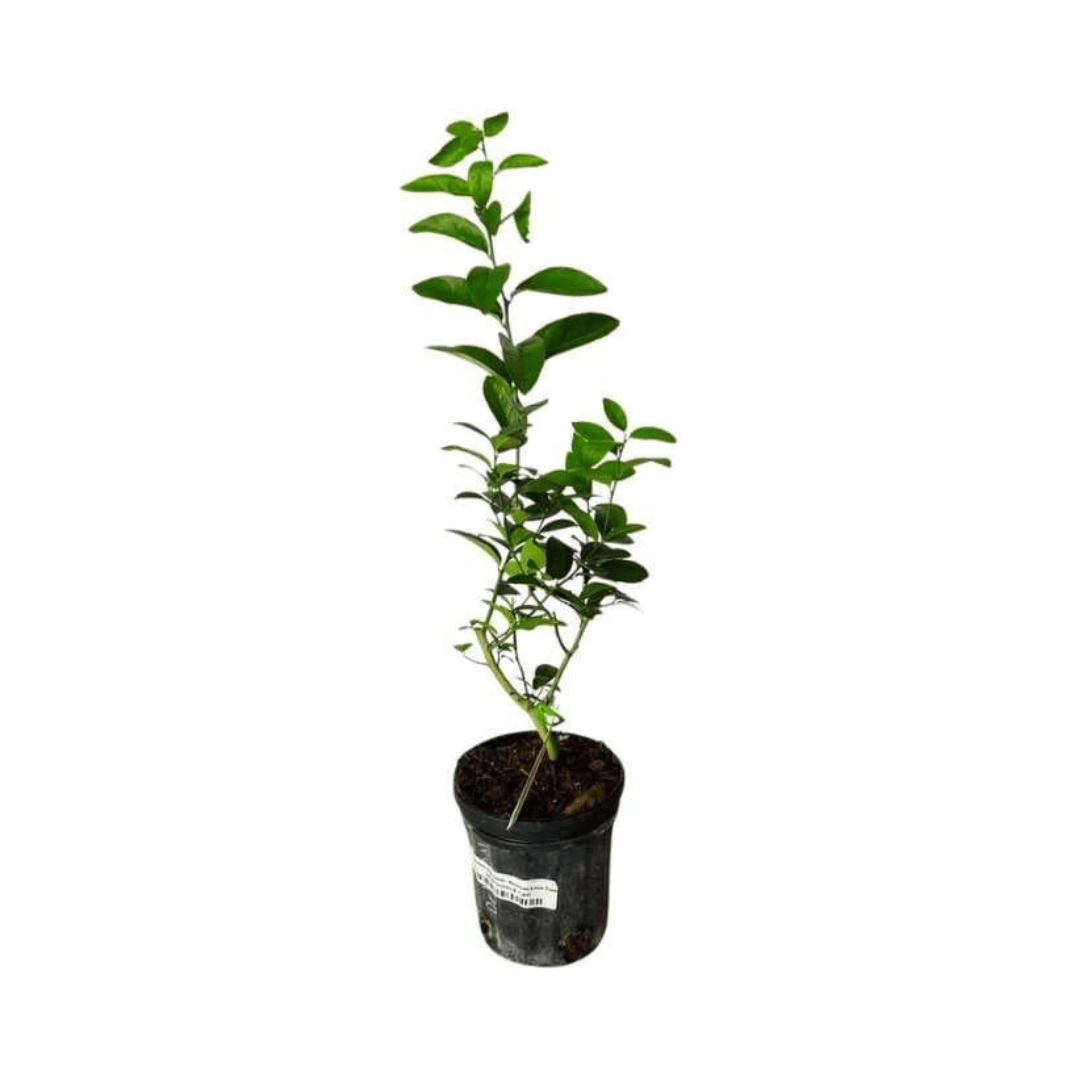 Thornless Key Lime Tree | Grafted | Mexican Lime Tree 113-Brite Leaf Citrus Nursery