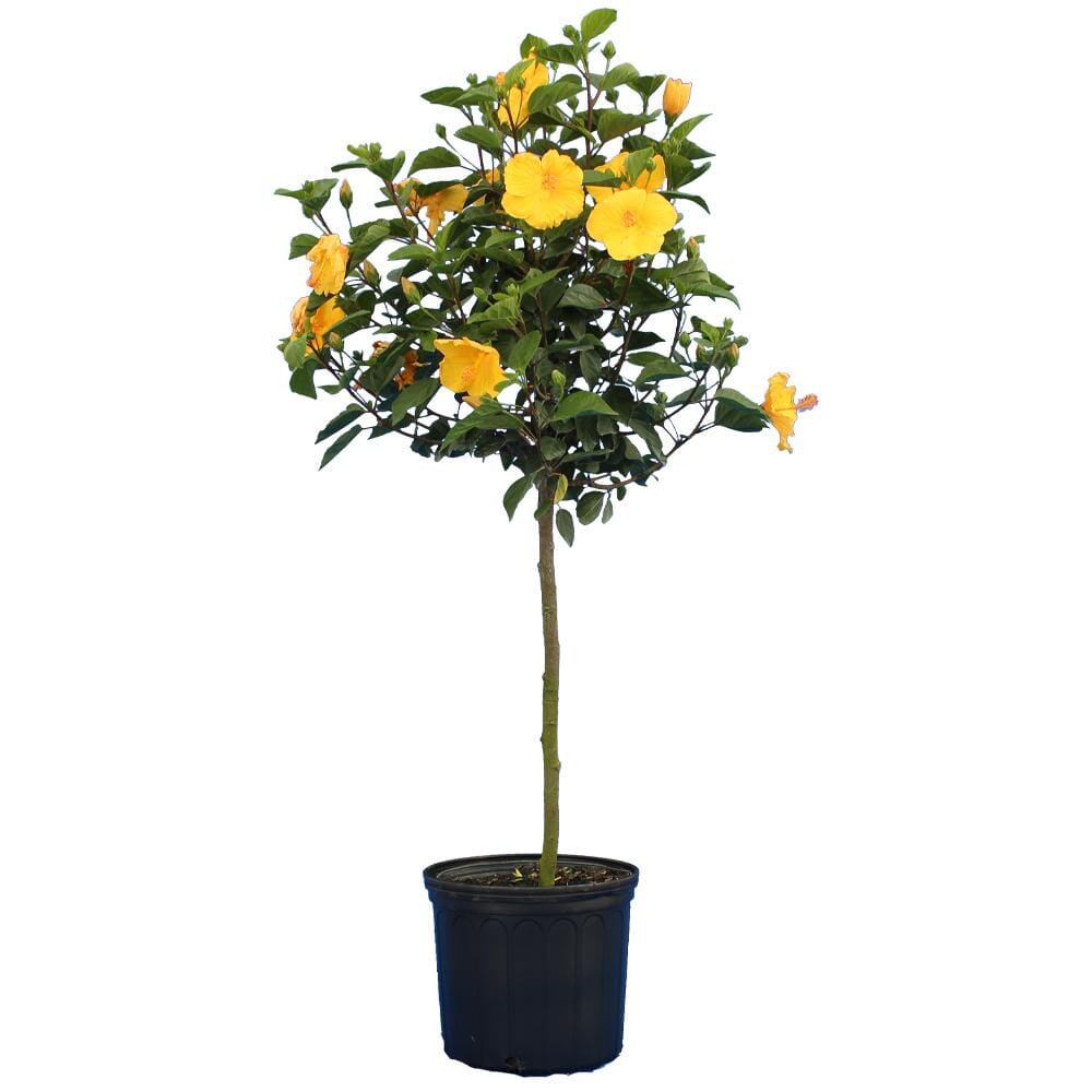 Yellow Flower Hibiscus Plant - Tropical Beauty for Your Garden 130-Casey's Corner Nursery
