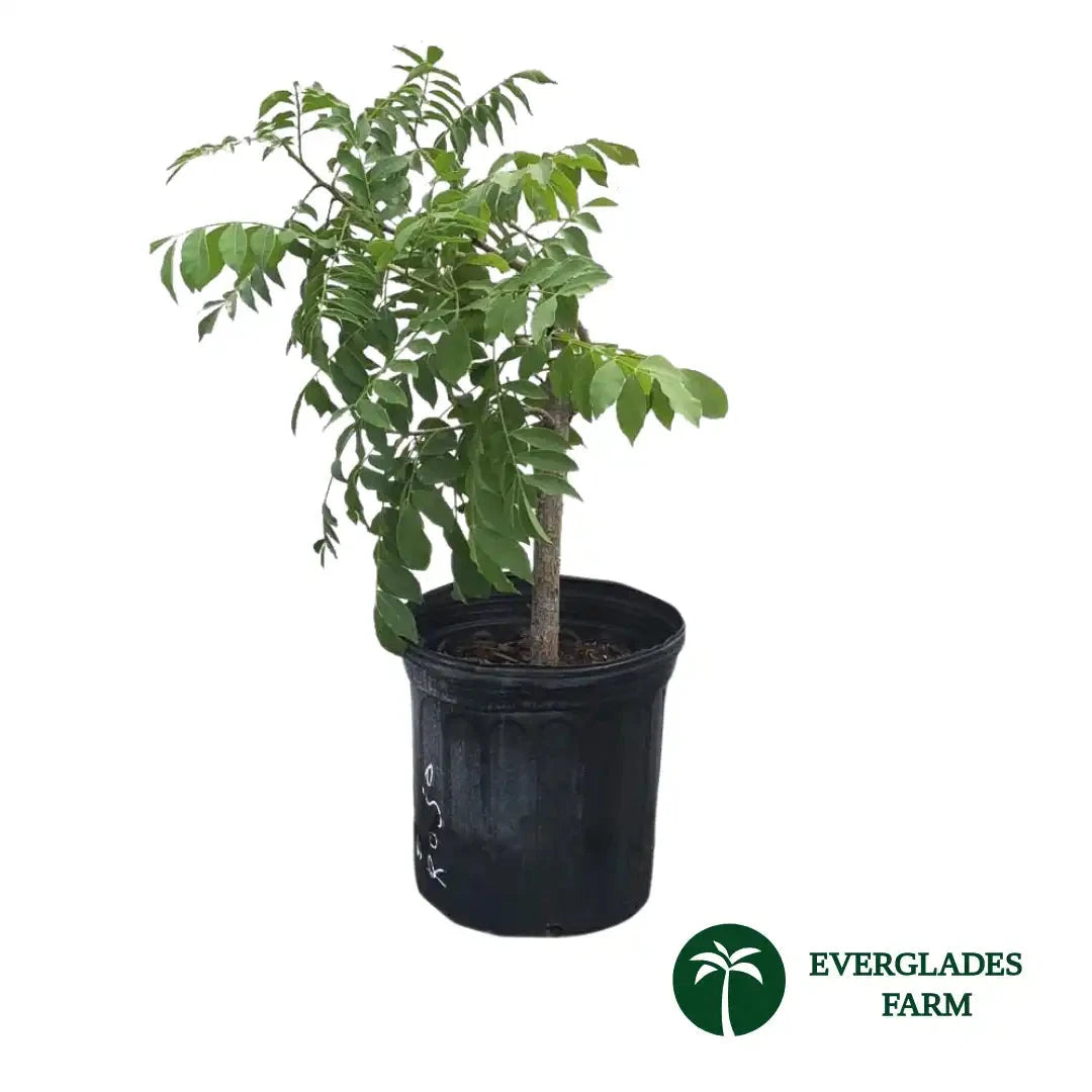 Red Manzano Spanish/Hog Plum, Ciruela, Jocote Tree Fruit Trees 103-Pine Island Nursery