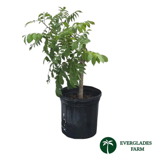 Red Manzano Spanish/Hog Plum, Ciruela, Jocote Tree Fruit Trees 103-Pine Island Nursery