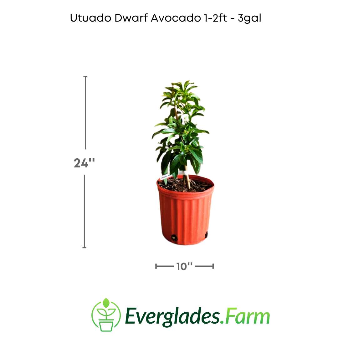 dwarf avocado tree size