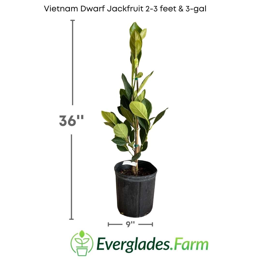 Vietnam Dwarf Jackfruit Tree, Grafted Fruit Trees 111-Lalo Melo 2-3 feet & 3-gal