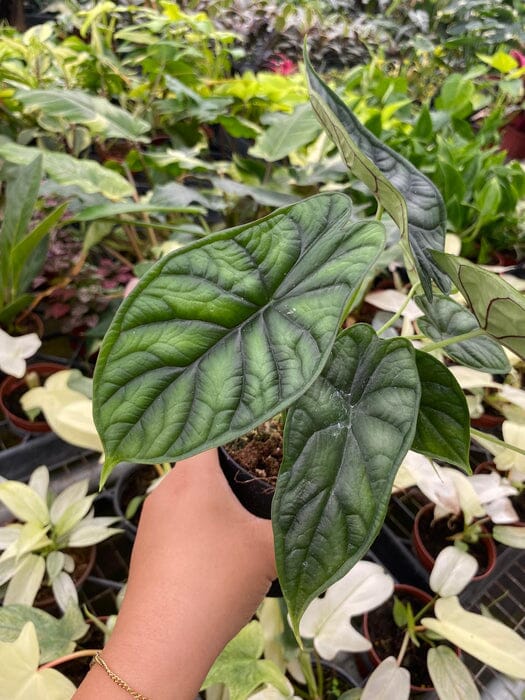 Alocasia Dragon Scale - Exotic Tropical Beauty | Rare Houseplant 4" pot Everglades Farm