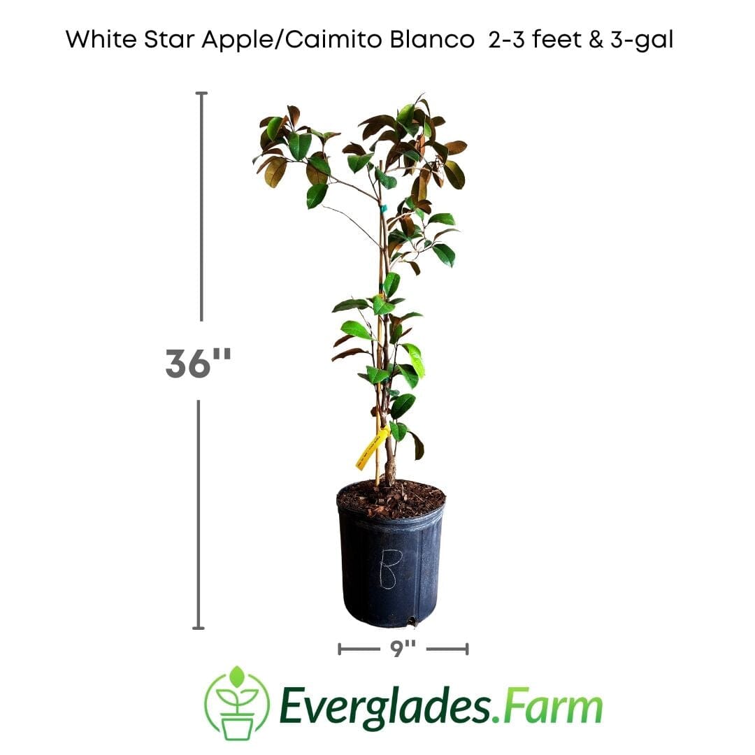 White Star Apple / Caimito Blanco Star Hipolito Fruit Tree Grafted Fruit Trees 100-Carlos Tropical Fruits 2-3 feet & 3-gal