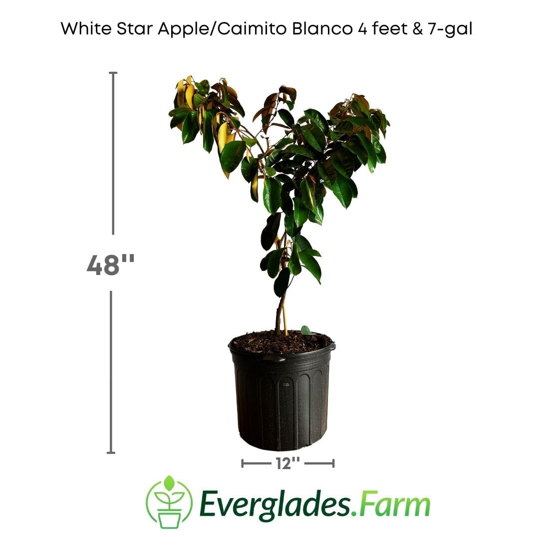 White Star Apple / Caimito Blanco Star Hipolito Fruit Tree Grafted Fruit Trees 100-Carlos Tropical Fruits 4 feet & 7-gal