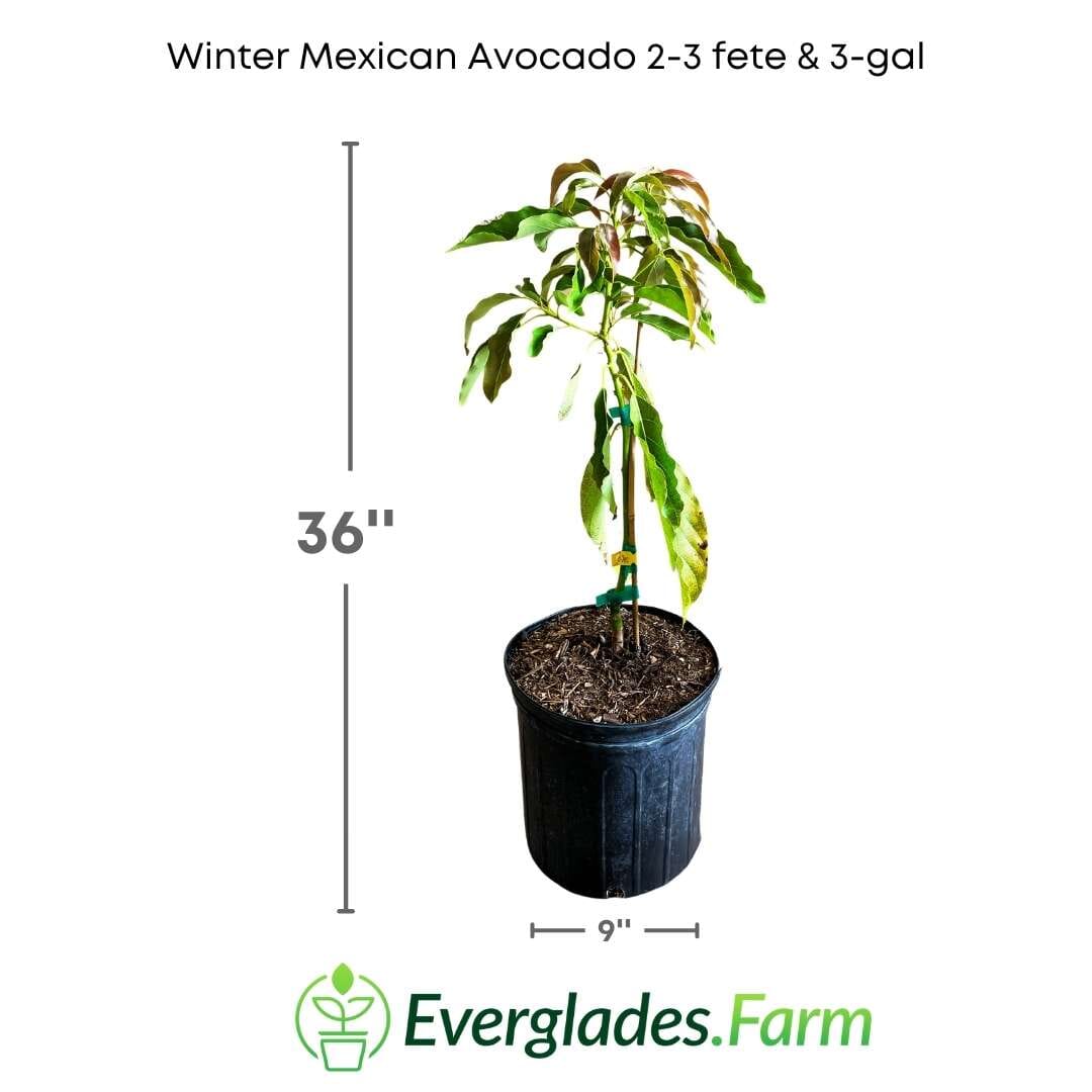 Winter Mexican Avocado Tree, Grafted Fruit Trees 110-Guacalina Nursery & Broker 2-3 feet & 3-gal