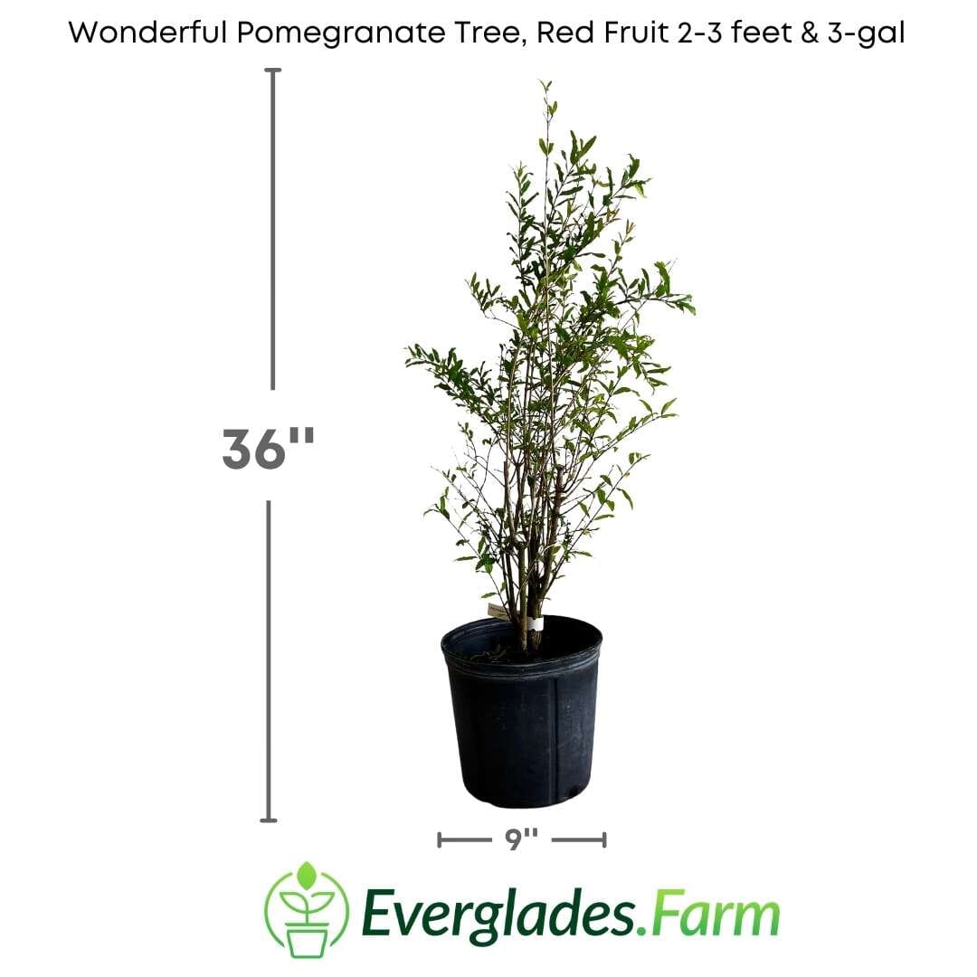 Wonderful Pomegranate Tree, Red Fruit Fruit Trees 111-Lalo Melo 2-3 feet & 3-gal