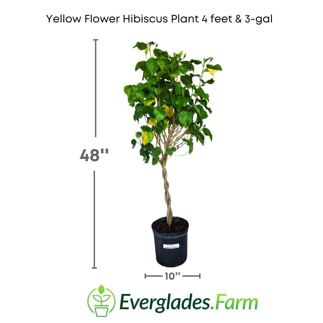 Yellow Flower Hibiscus Plant - Tropical Beauty for Your Garden 130-Casey's Corner Nursery 4 feet & 3-gal