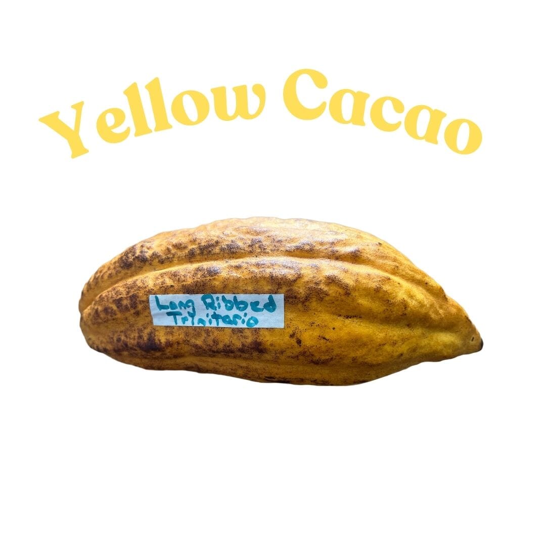 Trinitario Cacao Long Ribbed, Chocolate Tree Yellow 103-Pine Island Nursery