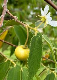 Yellow Jamaican Cherry, Capulina Tree