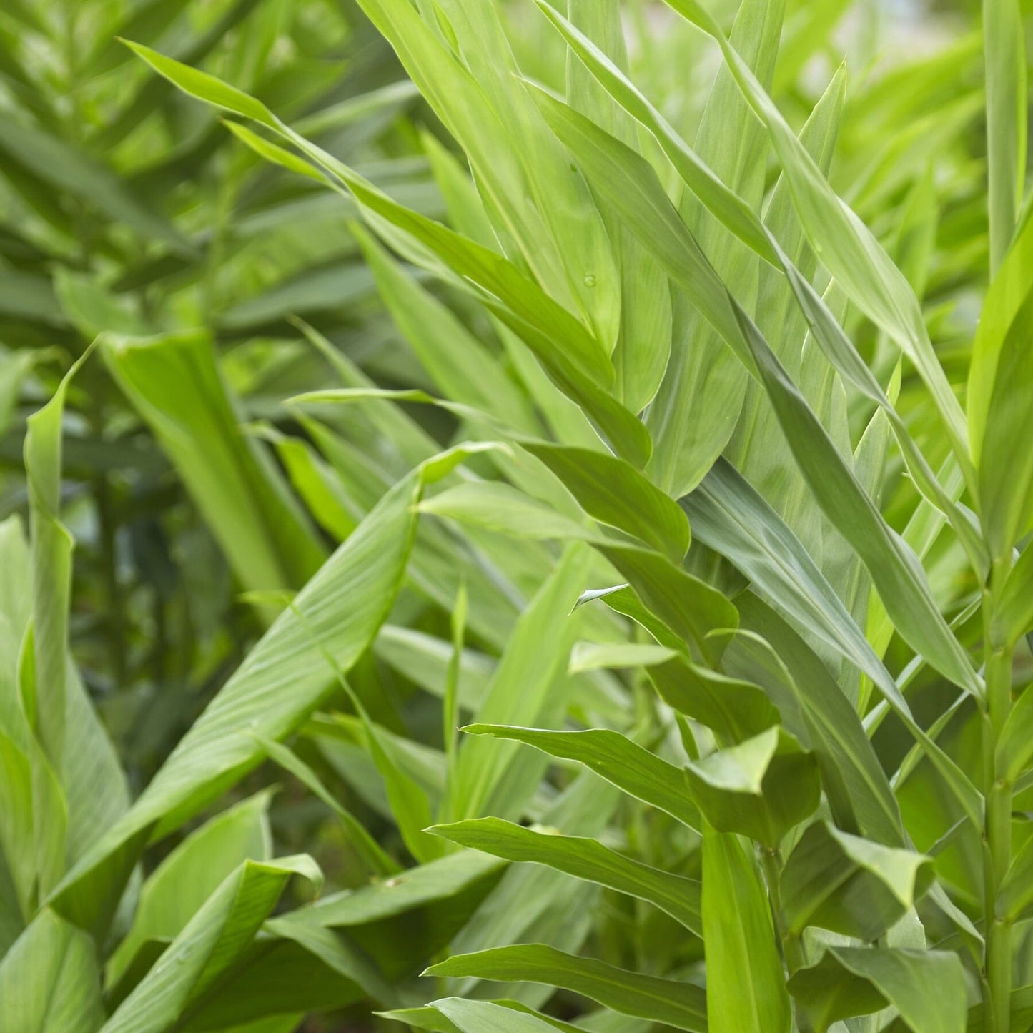 Yellow Turmeric Ginger | Curcuma Longa Plant Everglades Farm