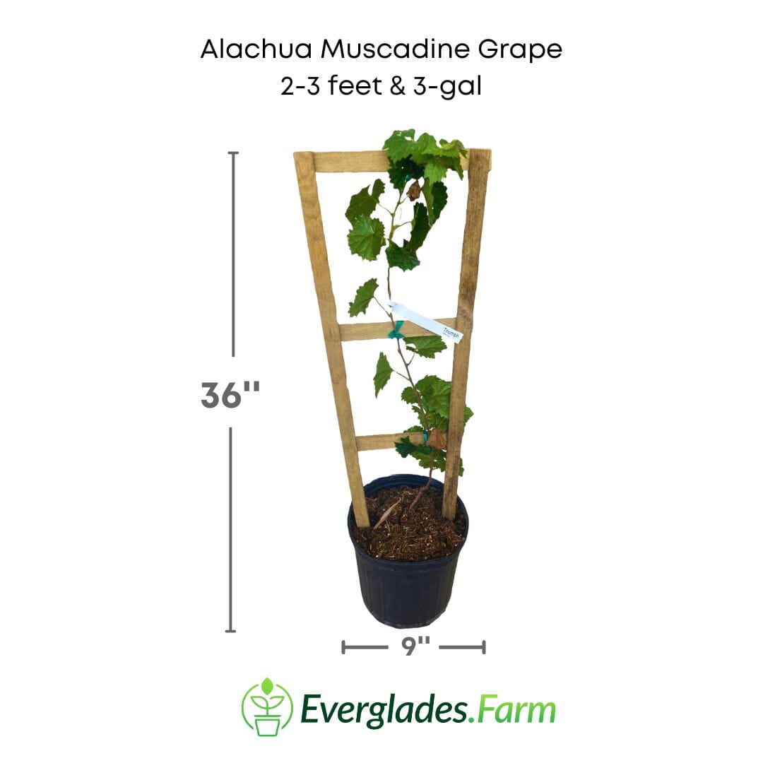 Carlos Muscadine Grape Vine - Vitis rotundifolia 103-Pine Island Nursery 2-3 feet & 3-gal