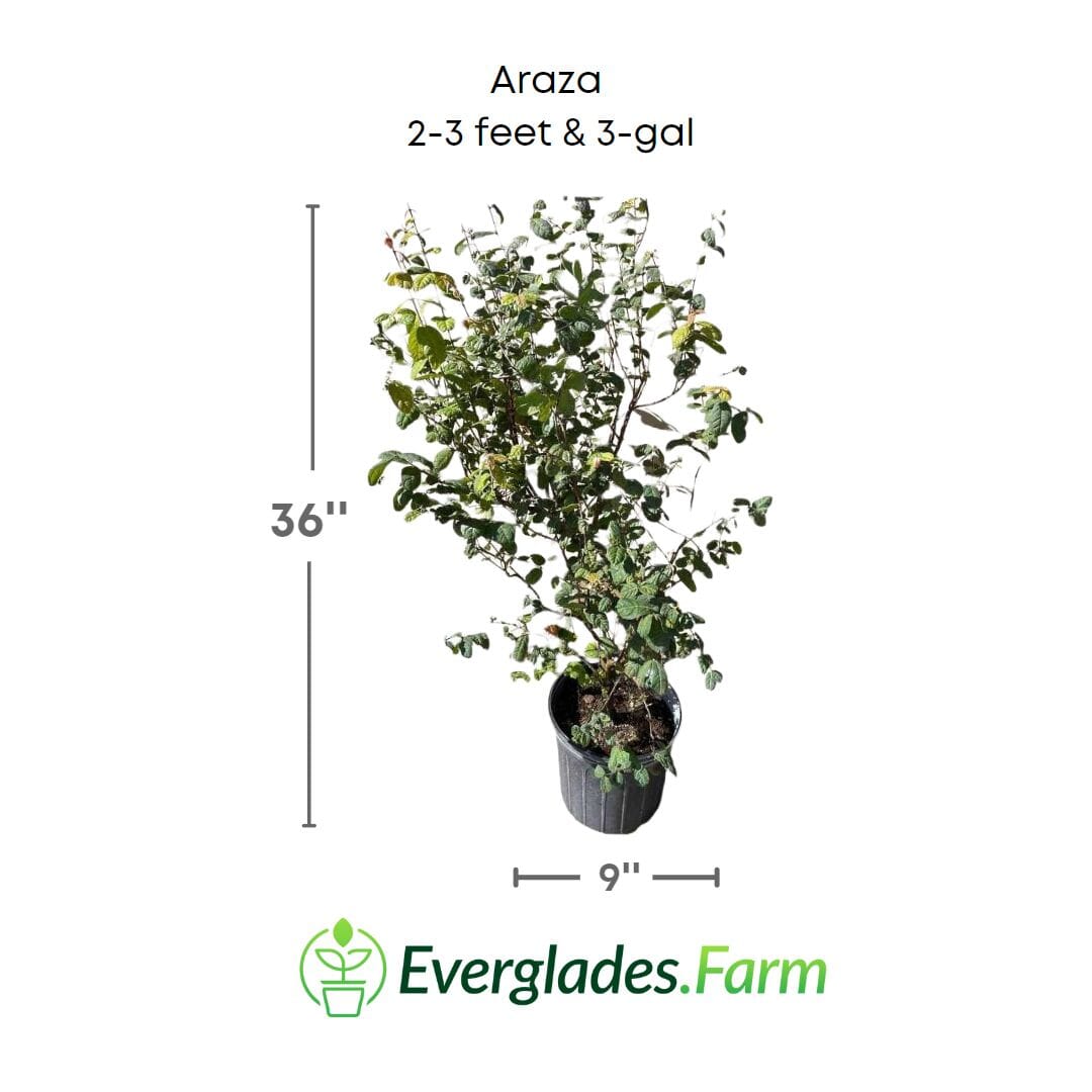 Araza, Aracaba-boi, Eugenia Stipitata, Plant 103-Pine Island Nursery 2-3 feet & 3-gal