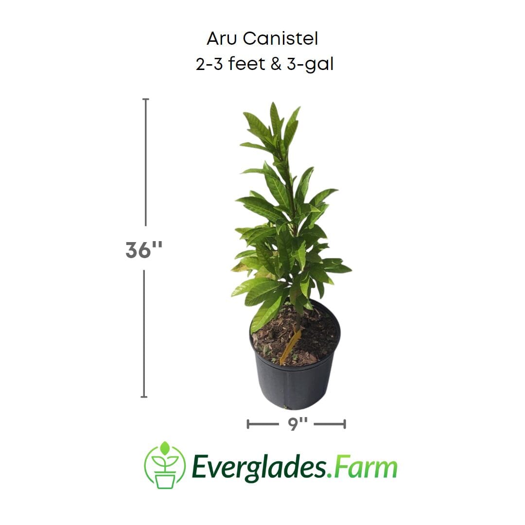Aru Canistel Grafted Tree 112-Lara Farm 2-3 feet & 3-gal