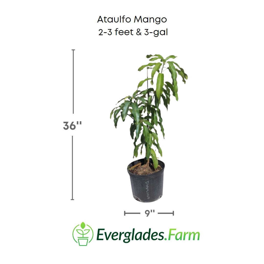 Ataulfo Mango Tree, Grafted 100-Carlos Tropical Fruits 2-3 feet & 3-gal