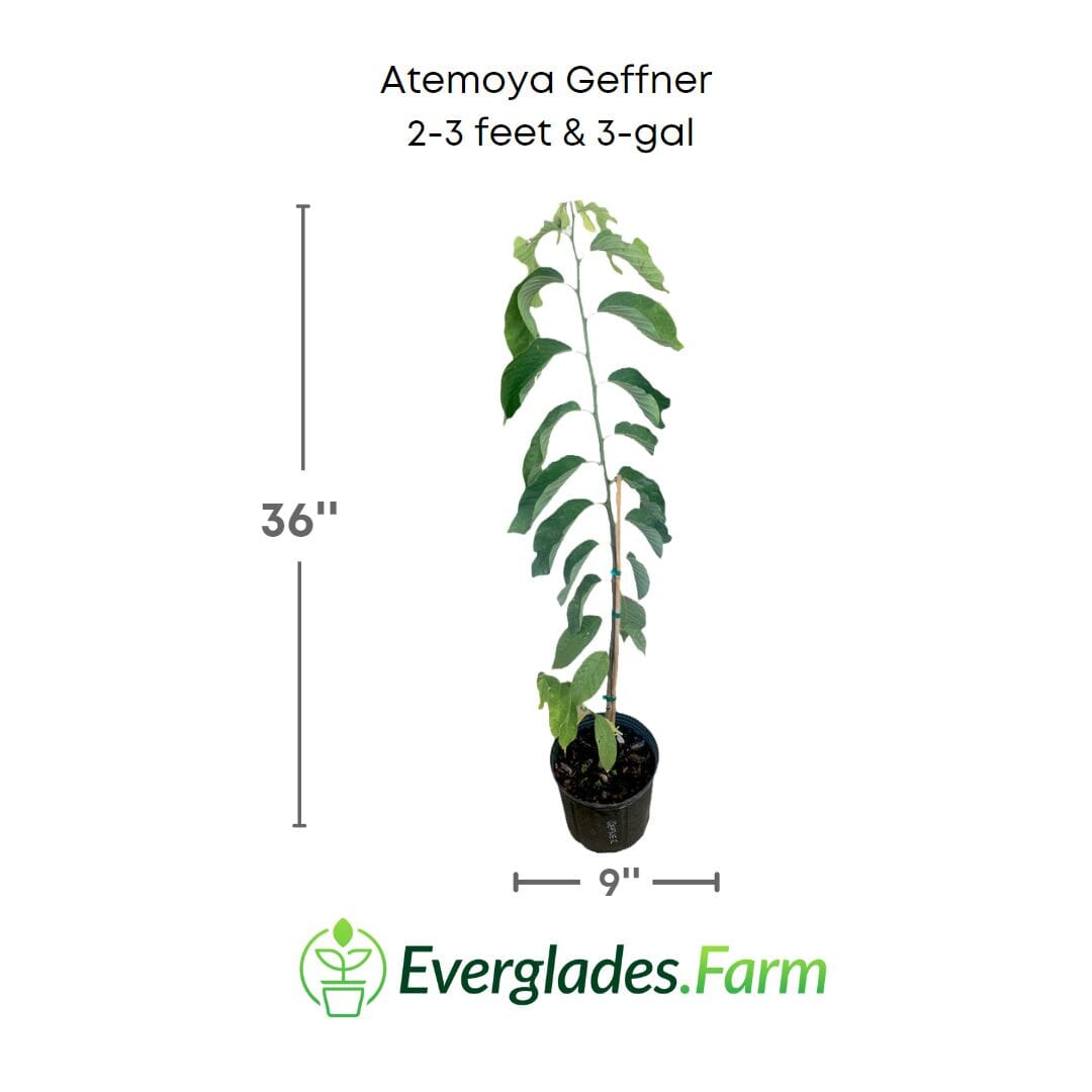 Atemoya Geffner Fruit Tree, Grafted 100-Carlos Tropical Fruits 2-3 feet & 3-gal