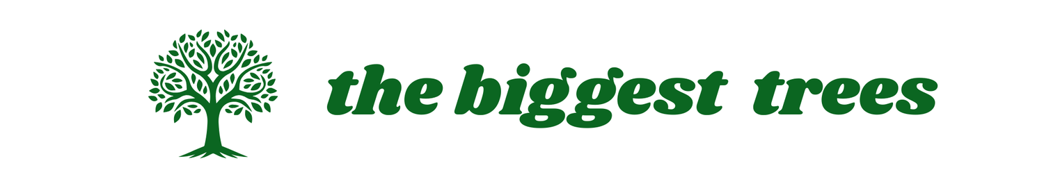 everglades  ships the biggest trees