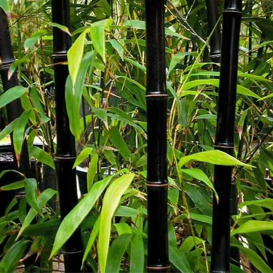 Black Asper Bamboo Tree - Dendrocalamus asper 'Hitam' - Giant Ornamental Bamboo for Large Landscapes Everglades Farm