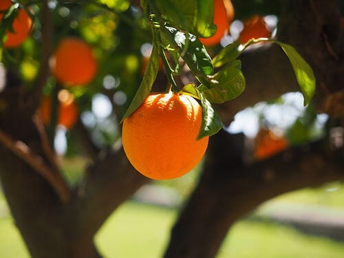 Carney 2 Sweet Orange Tree Grafted Everglades Farm