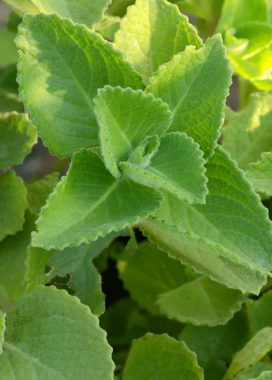 Fresh Oregano Plant in 4" Pot - Aromatic Culinary Herb Everglades Farm