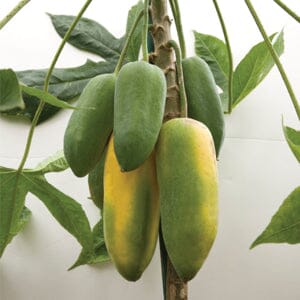 Babaco Papaya Plant - Exotic Tropical Delight for Your Garden Everglades Farm