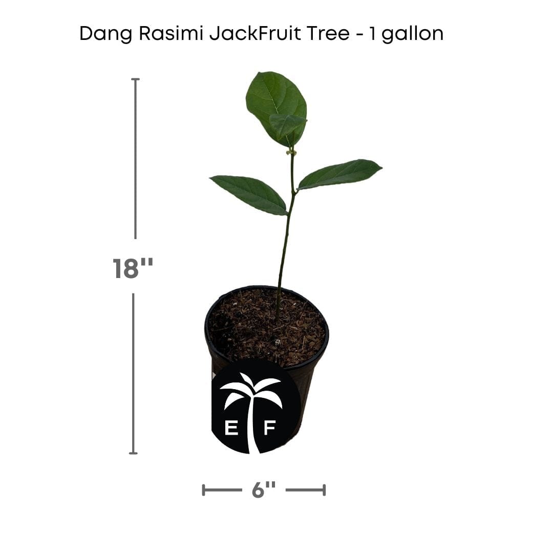 Dang Rasimi Jackfruit Dwarf Tree, from Seedlings Everglades Farm 12-18 inches & 1-gal