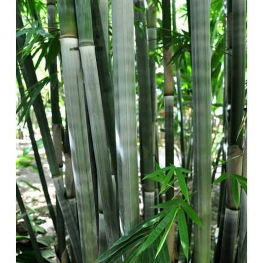 Ever Bamboo Tree - Sustainable, Eco-Friendly Bamboo for Landscaping Everglades Farm