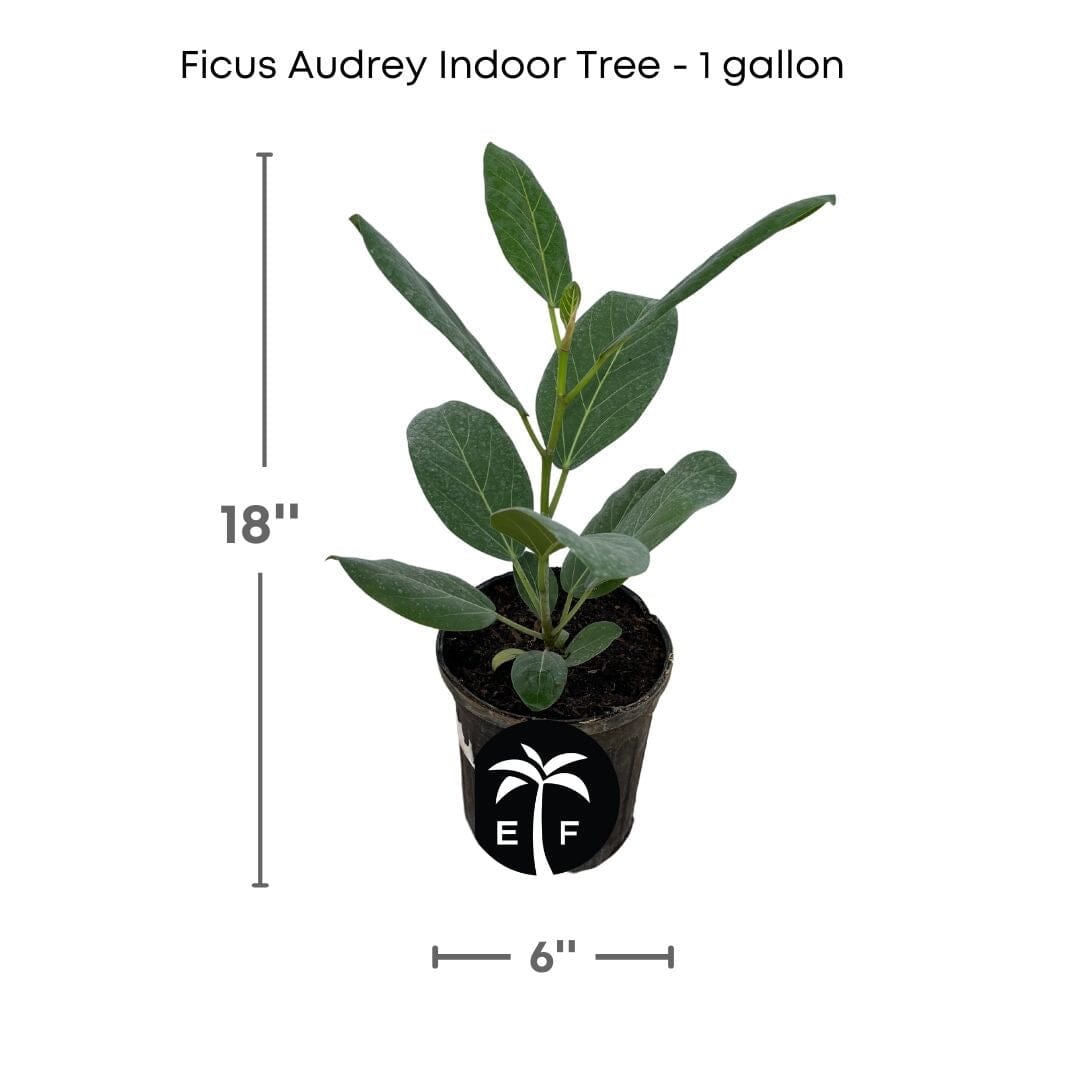 Elegant Ficus Audrey The Perfect Indoor Banyan Tree 1 gal 118-Agri-Starts Inc