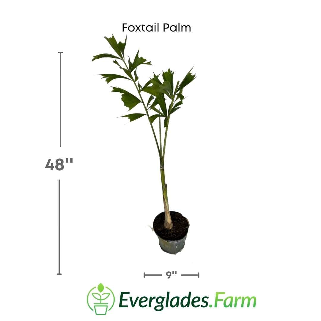 Foxtail Palm Tree 130-Casey's Corner Nursery 4 feet & 3-gal