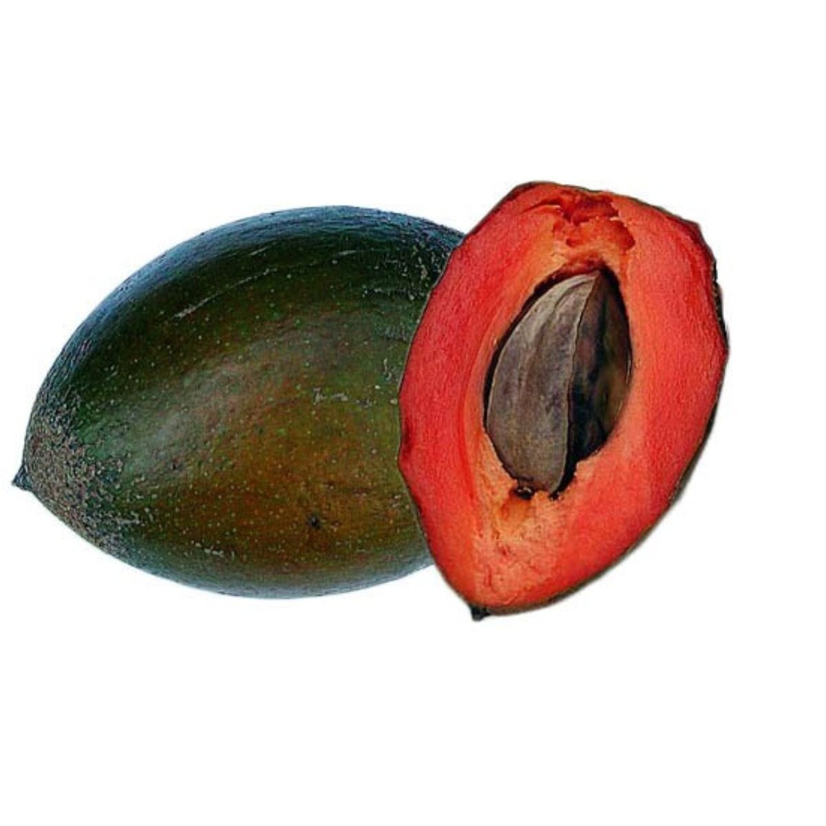 Green Sapote Tree Grafted Everglades Farm