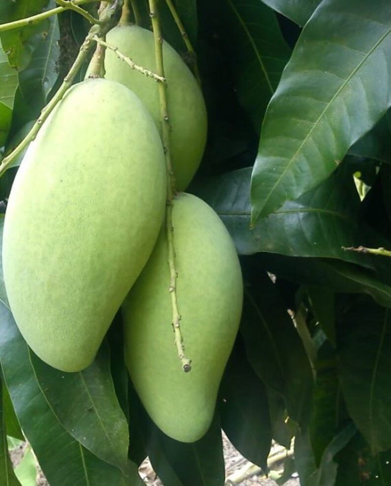 Kiew Yai Thai Mango Tree, Grafted Fruit Trees 102-Zill High Performance Plants