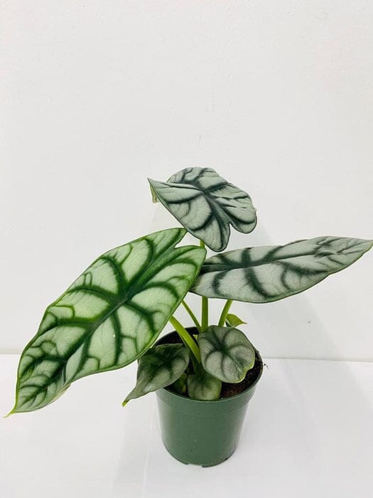 silver dragon house plant Alocasia Silver Dragon Nursery 4"