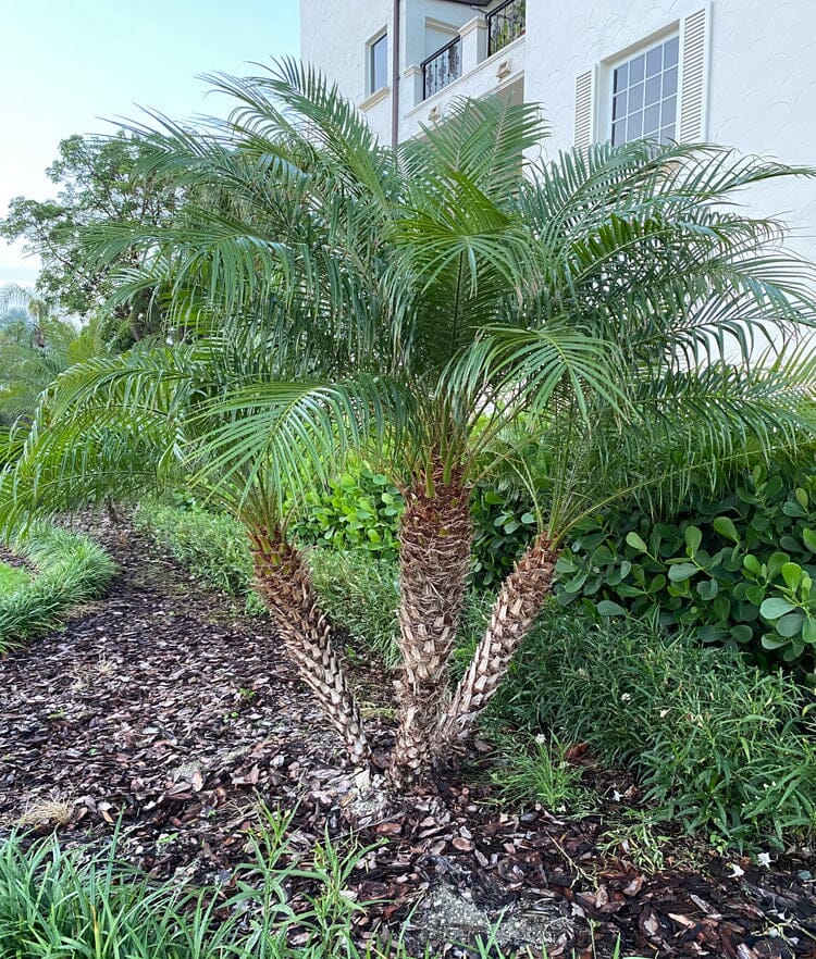Phoenix Roebelinii Pygmy Tropical Palm, Date Palm Tree 130-Casey's Corner Nursery