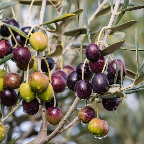 Mission Olive Tree (Olea europaea 'Mission') - Self-Fertile Olive for Sunny, Well-Drained Gardens