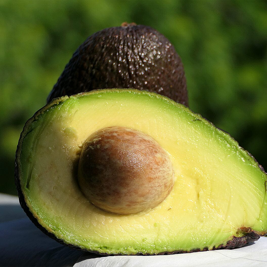 Lamb Hass Avocado Tree – Grafted, High-Yield, Late-Season, Compact Variety for Home Gardens Everglades Farm