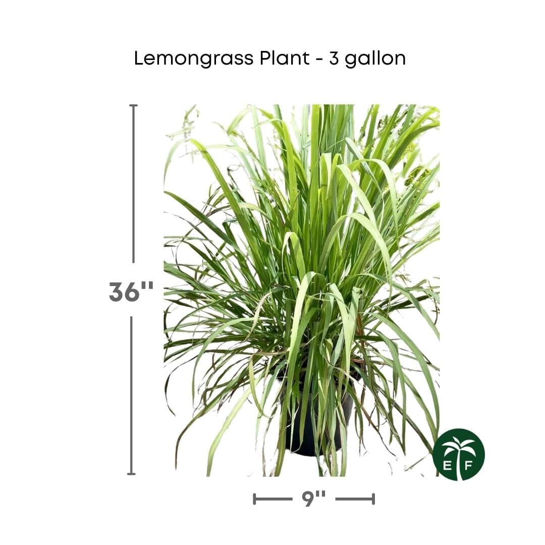 Fresh Lemongrass Plant in 3 Gallon Container Everglades Farm