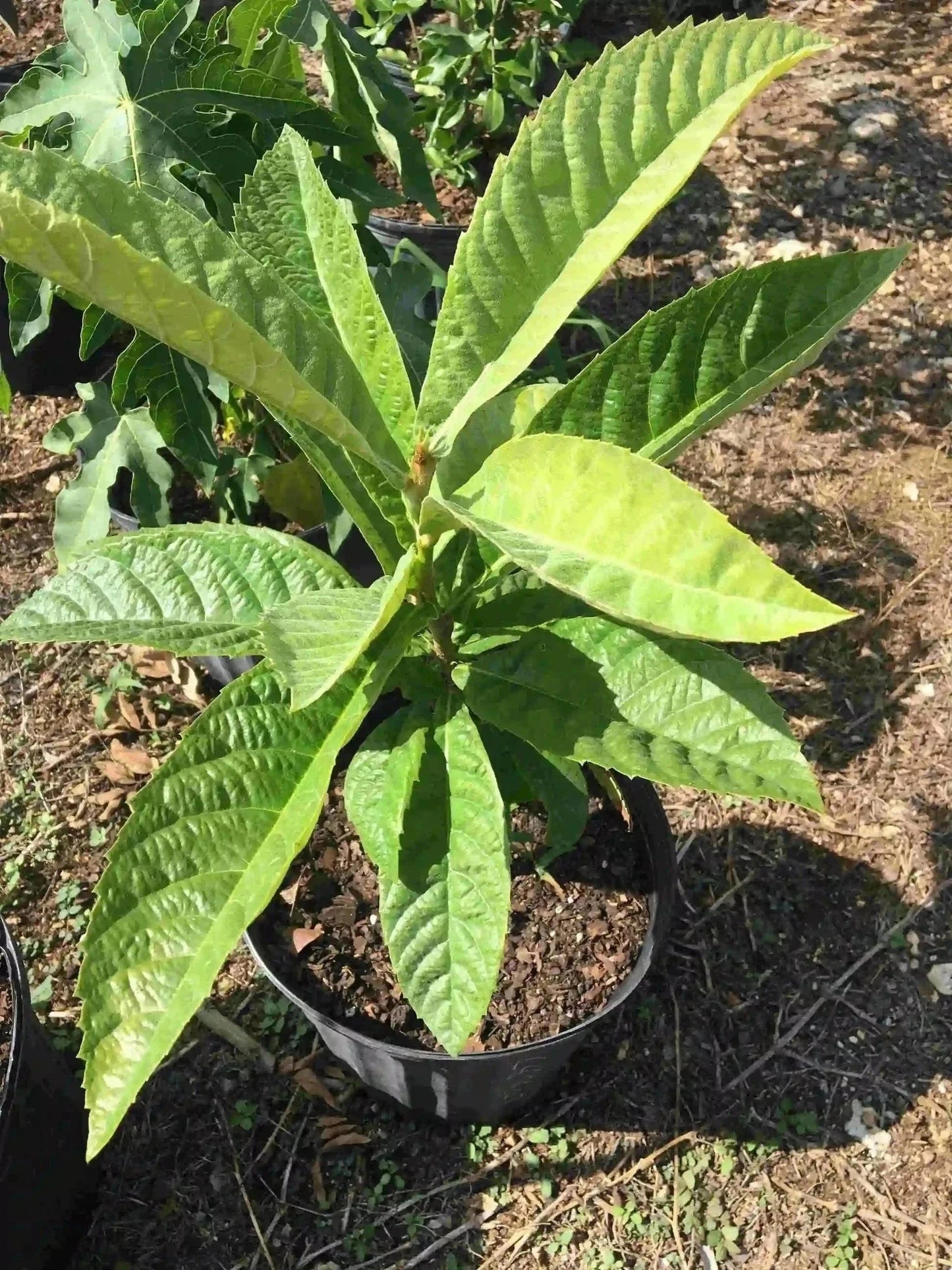 Loquat Yehuda, Japanese Plum Tree Grafted Fruit Trees 102-Zill High Performance Plants