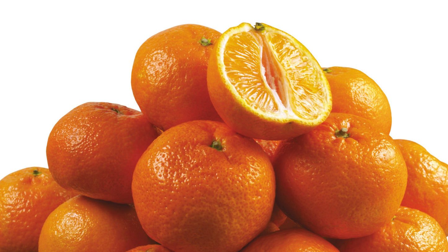 Tango Mandarin Tree | Semi-Dwarf | Grafted | 3-4 Feet & 3-gal.