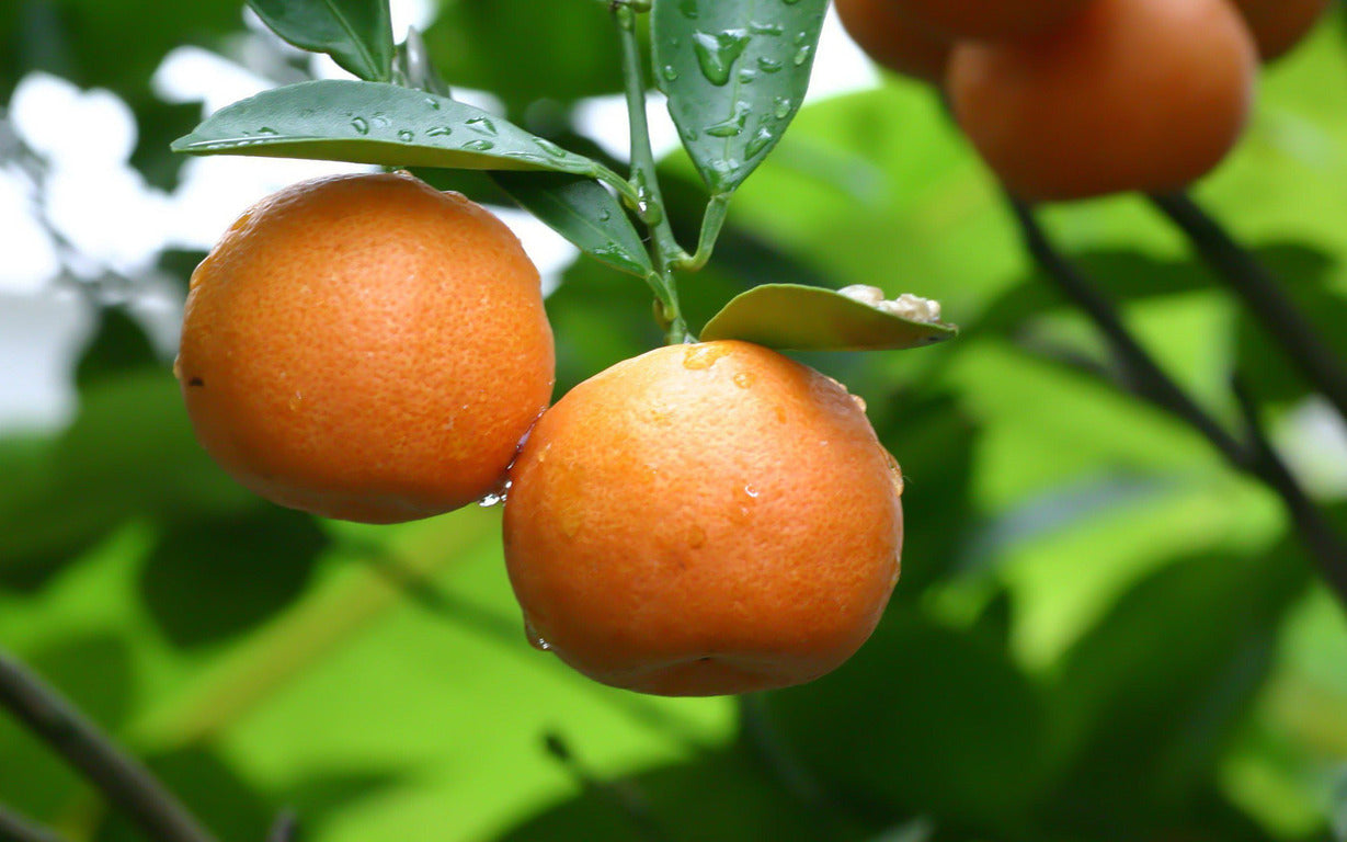 Tango Mandarin Tree | Semi-Dwarf | Grafted | 3-4 Feet & 3-gal.