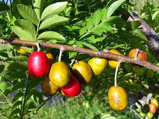 Yellow Spanish/Hog Plum, Ciruela, Jocote Amarillo, Tree Fruit Trees 111-Lalo Melo