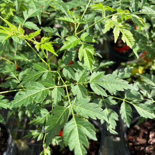 Neem Tree | Indian Lilac| Azadirachta Indica Everglades Farm